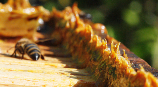 Propolis nedir